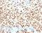 SRY-Box 10 antibody, 33-852, ProSci, Immunohistochemistry paraffin image 