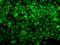 Ubiquitin Recognition Factor In ER Associated Degradation 1 antibody, GTX33570, GeneTex, Immunofluorescence image 