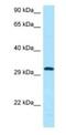 CD84 Molecule antibody, NBP1-98409, Novus Biologicals, Western Blot image 