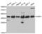 Aminoacyl TRNA Synthetase Complex Interacting Multifunctional Protein 1 antibody, abx004051, Abbexa, Western Blot image 