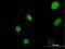 YEATS Domain Containing 4 antibody, H00008089-B02P, Novus Biologicals, Immunofluorescence image 