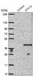 Syntaxin 19 antibody, NBP1-81172, Novus Biologicals, Western Blot image 