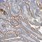 Kiaa0239 antibody, NBP1-81531, Novus Biologicals, Immunohistochemistry frozen image 