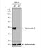 Keratin 8 antibody, NBP2-16094, Novus Biologicals, Western Blot image 