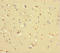 COMM Domain Containing 6 antibody, orb33757, Biorbyt, Immunohistochemistry paraffin image 