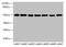 Tubulin beta antibody, LS-C285638, Lifespan Biosciences, Western Blot image 