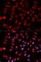 Apurinic/Apyrimidinic Endodeoxyribonuclease 1 antibody, LS-C746818, Lifespan Biosciences, Immunofluorescence image 