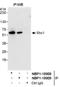 SHC Adaptor Protein 1 antibody, NBP1-18908, Novus Biologicals, Western Blot image 