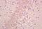 Proline Rich 7, Synaptic antibody, orb158214, Biorbyt, Immunohistochemistry paraffin image 