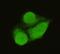 General Transcription Factor IIB antibody, M06893-1, Boster Biological Technology, Immunofluorescence image 