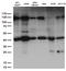 Programmed Cell Death 2 Like antibody, LS-C796362, Lifespan Biosciences, Western Blot image 