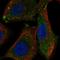 Ras association domain-containing protein 10 antibody, HPA040406, Atlas Antibodies, Immunofluorescence image 