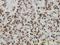 High Mobility Group Box 1 antibody, H00003146-M02, Novus Biologicals, Immunohistochemistry frozen image 