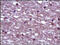 Notch Receptor 2 antibody, 251992, Abbiotec, Immunohistochemistry paraffin image 