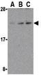 Defender Against Cell Death 1 antibody, GTX85083, GeneTex, Western Blot image 