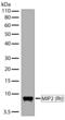 C-X-C Motif Chemokine Ligand 2 antibody, 710153, Invitrogen Antibodies, Western Blot image 