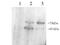 Proprotein Convertase Subtilisin/Kexin Type 9 antibody, PA5-18357, Invitrogen Antibodies, Western Blot image 