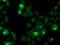Cystatin S antibody, LS-C173658, Lifespan Biosciences, Immunofluorescence image 