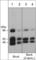 SHC Adaptor Protein 1 antibody, SP1331, ECM Biosciences, Western Blot image 