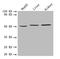 Nicotinate Phosphoribosyltransferase antibody, A53726-100, Epigentek, Western Blot image 