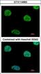 ArfGAP With FG Repeats 1 antibody, GTX114963, GeneTex, Immunofluorescence image 