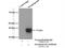 Synaptoporin antibody, 14143-1-AP, Proteintech Group, Immunoprecipitation image 