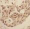 LIM And SH3 Protein 1 antibody, FNab04704, FineTest, Immunohistochemistry frozen image 