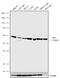 MAPK Associated Protein 1 antibody, 711539, Invitrogen Antibodies, Western Blot image 