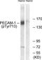 Platelet And Endothelial Cell Adhesion Molecule 1 antibody, TA313339, Origene, Western Blot image 