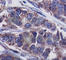 Docking Protein 1 antibody, AP0248, ABclonal Technology, Immunohistochemistry paraffin image 