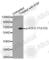 Activating Transcription Factor 2 antibody, AP0308, ABclonal Technology, Western Blot image 