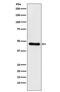 C-Terminal Binding Protein 1 antibody, M02123-2, Boster Biological Technology, Western Blot image 