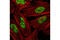 Heterogeneous Nuclear Ribonucleoprotein A1 antibody, 5380S, Cell Signaling Technology, Immunofluorescence image 
