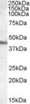 Apolipoprotein A4 antibody, MBS420479, MyBioSource, Western Blot image 