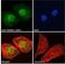 PR/SET Domain 1 antibody, NBP1-51991, Novus Biologicals, Immunofluorescence image 