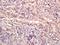 Wnt Family Member 9A antibody, orb13760, Biorbyt, Immunohistochemistry paraffin image 