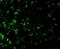 DNA Fragmentation Factor Subunit Alpha antibody, NBP1-77010, Novus Biologicals, Immunofluorescence image 