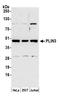 Perilipin 3 antibody, A305-336A, Bethyl Labs, Western Blot image 