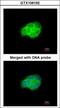 Heat Shock Protein Family A (Hsp70) Member 6 antibody, GTX106192, GeneTex, Immunofluorescence image 