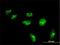 Histone Cluster 4 H4 antibody, H00008365-M01, Novus Biologicals, Immunofluorescence image 