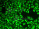 Cathepsin D antibody, A1594, ABclonal Technology, Immunofluorescence image 