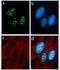 Metadherin antibody, 710202, Invitrogen Antibodies, Immunofluorescence image 