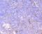 FcRII antibody, NBP2-66834, Novus Biologicals, Immunohistochemistry paraffin image 
