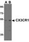 C-X3-C Motif Chemokine Receptor 1 antibody, 2093, QED Bioscience, Western Blot image 