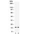 ISG15 Ubiquitin Like Modifier antibody, R32374, NSJ Bioreagents, Western Blot image 