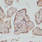 Testin antibody, 22-692, ProSci, Immunohistochemistry paraffin image 