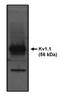 Kv1.1Potassium Channel antibody, orb108841, Biorbyt, Western Blot image 