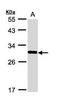 Proto-oncogene FRAT1 antibody, GTX110492, GeneTex, Western Blot image 