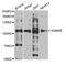 Lysine Demethylase 4B antibody, PA5-76831, Invitrogen Antibodies, Western Blot image 