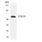Serine/Threonine Kinase 39 antibody, LS-C200735, Lifespan Biosciences, Western Blot image 